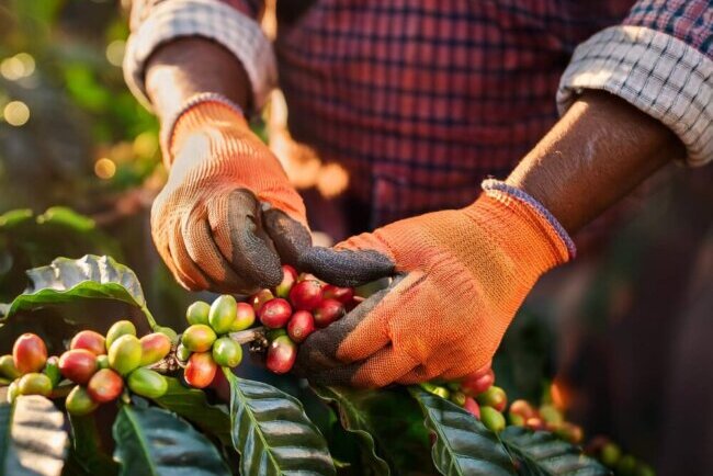 Worker harvesting coffee